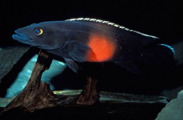 3. Crenicichla sp. Xingu III: Loài cá cichlid hiếm và khó tìm, được mệnh danh là "Chén thánh".