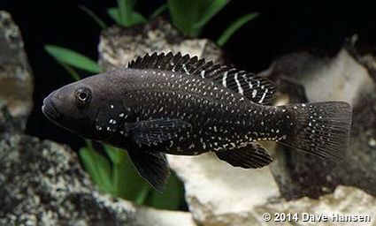 6. Iranocichla hormuzensis: Một loài cá cichlid hiếm từ Iran, hấp dẫn với các tay chơi cá cichlid.