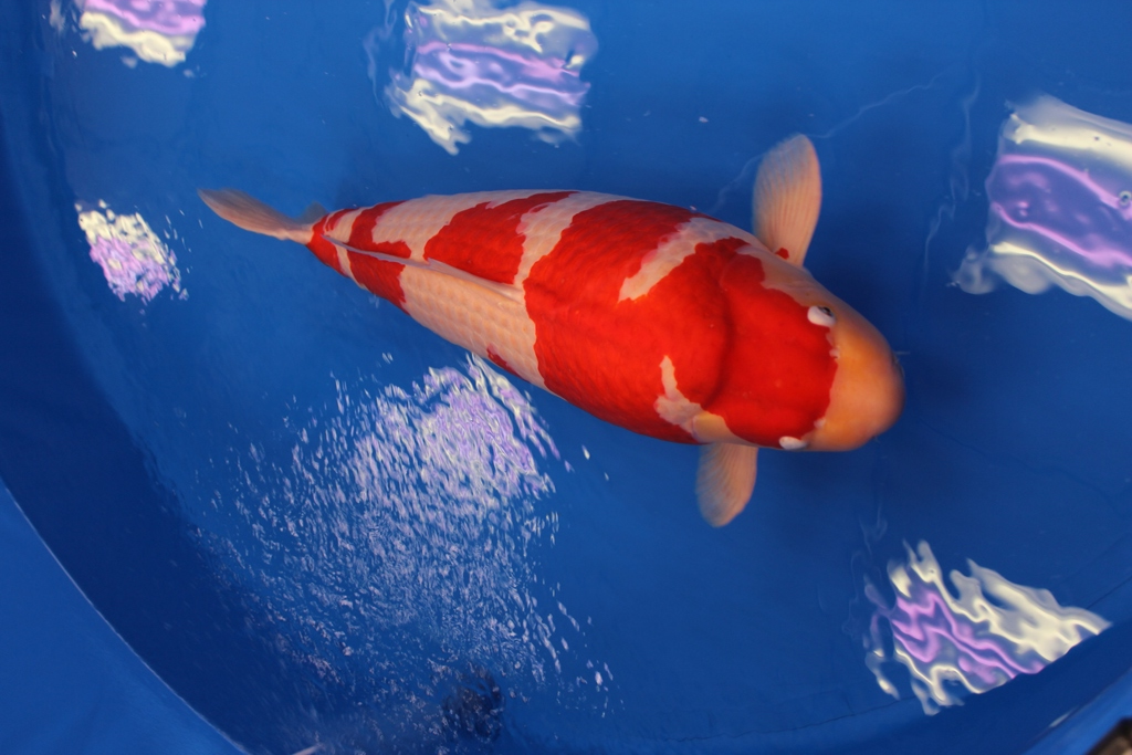 7. Grand Champion Koi: Cá koi có màu sắc đẹp nhất và kích thước lớn, thường được nuôi trong các ao trang trí đẹp.
