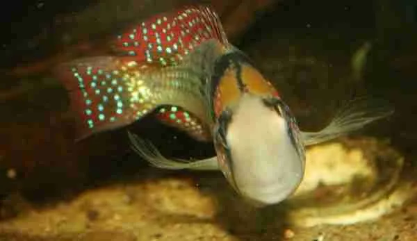 4. Gymnogeophagus gymnogenys: Cá cichlid có màu sắc ấn tượng và đầu phát triển đặc biệt.