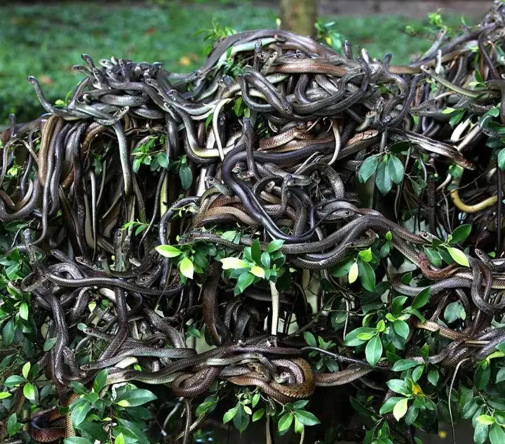 Từ đó, con người không còn xuất hiện trên đảo và những con rắn này đã hoàn toàn chiếm lĩnh nơi này. Chính phủ Brazil nghiêm cấm mọi người ghé thăm hòn đảo này, ngoại trừ các nhà khoa học với mục đích nghiên cứu đặc biệt. Một ngọn hải đăng được xây dựng vào năm 1909 nhằm cảnh báo những tàu thuyền lạc lối không dại dột ghé vào đây.