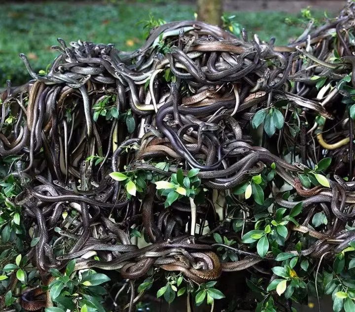 Từ đó, con người không còn xuất hiện trên đảo và những con rắn này đã hoàn toàn chiếm lĩnh nơi này. Chính phủ Brazil nghiêm cấm mọi người ghé thăm hòn đảo này, ngoại trừ các nhà khoa học với mục đích nghiên cứu đặc biệt. Một ngọn hải đăng được xây dựng vào năm 1909 nhằm cảnh báo những tàu thuyền lạc lối không dại dột ghé vào đây.