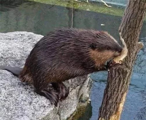 Tuy nhiên, theo các khảo sát mới đây, hải ly bắt đầu chết liên tục. Sau nhiều cuộc điều tra, các nhà sinh thái học phát hiện rằng hải ly chết vì bị cây đè. Khi gặm nhấm cây, hải ly đi vòng tròn và không thể dự đoán hướng cây đổ, dẫn đến việc bị cây đè chết.
