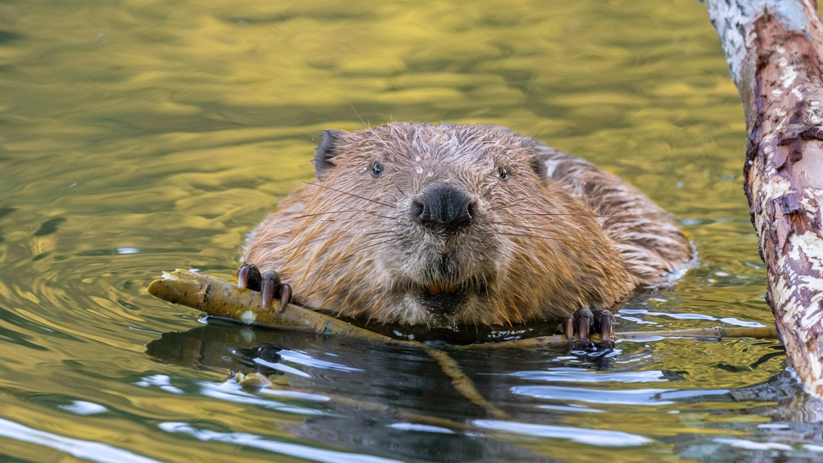 Hải ly, thuộc loại động vật có vú, chủ yếu sống ở châu Âu, dọc theo bờ sông trong các khu rừng ôn đới và cận Bắc Cực.