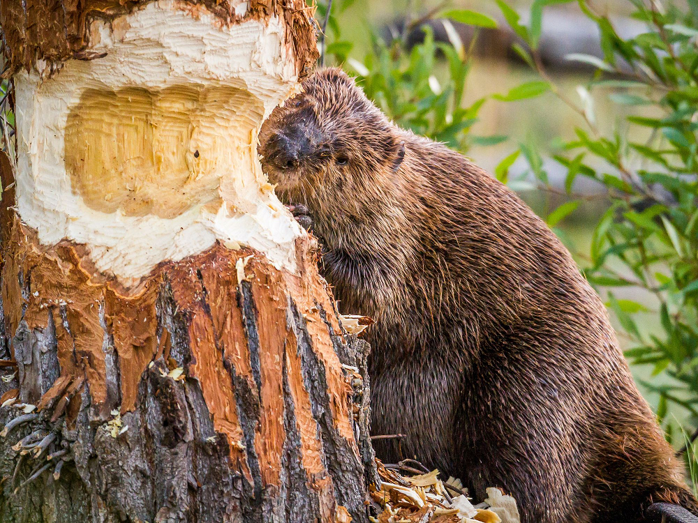 Hải ly nổi tiếng với khả năng xây đập bằng cách dùng răng sắc để đốn cây và xếp chúng thành đập, sau đó đào hang làm chỗ trú và dự trữ thức ăn cho mùa đông.