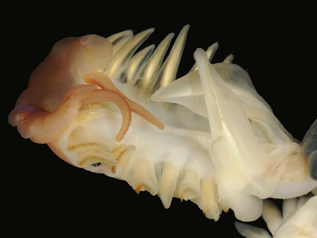 Điều này mở ra khả năng thiết kế các que phát sáng hoạt động trong nhiều ngày, thân thiện với môi trường, có thể sử dụng để chiếu sáng sân vườn hay đường phố.