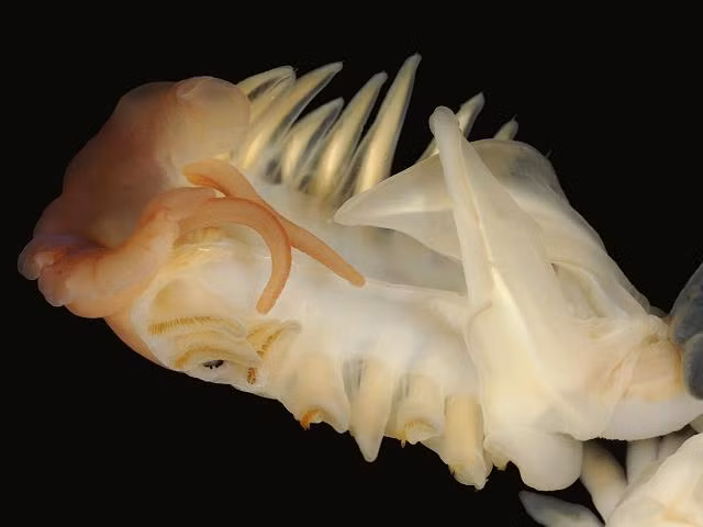 Điều này mở ra khả năng thiết kế các que phát sáng hoạt động trong nhiều ngày, thân thiện với môi trường, có thể sử dụng để chiếu sáng sân vườn hay đường phố.