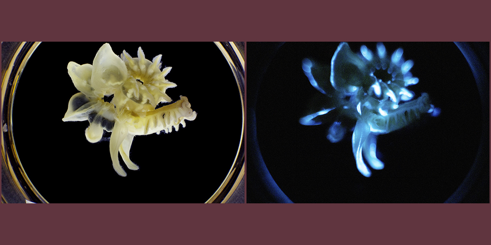 Một nghiên cứu mới công bố trên tạp chí FASEB đã mở ra một hướng đi mới trong việc tạo ra nguồn sáng bền vững. Chất nhầy của giun biển Chaetopterus không chỉ phát sáng trong chốc lát như nhiều sinh vật phát quang khác mà có thể duy trì ánh sáng xanh kéo dài nhiều ngày. Điều này là nhờ vào sự hiện diện của protein ferritin, một loại protein lưu trữ sắt, giúp tăng cường độ sáng và duy trì nó trong thời gian dài.