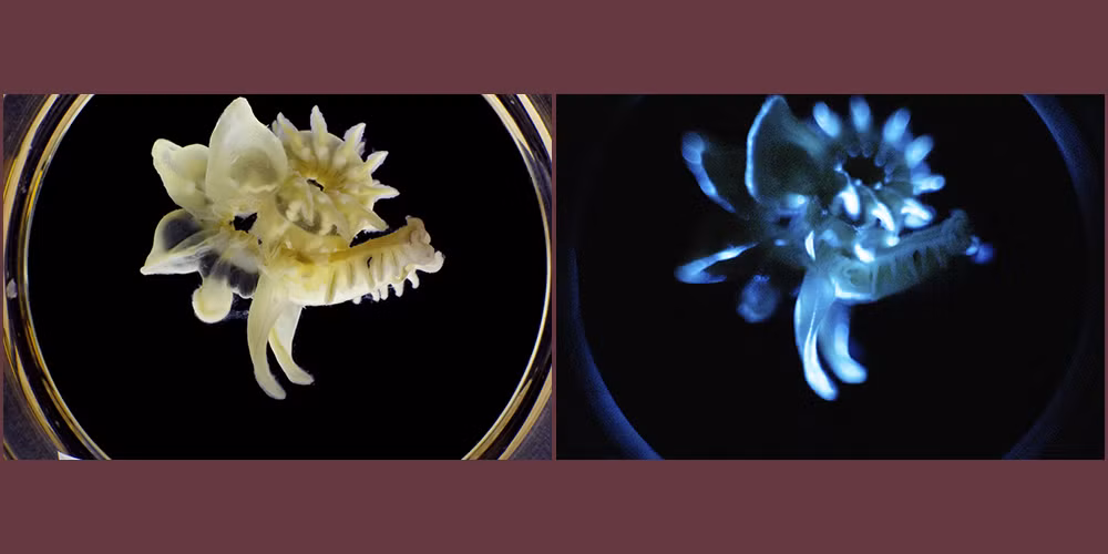 Một nghiên cứu mới công bố trên tạp chí FASEB đã mở ra một hướng đi mới trong việc tạo ra nguồn sáng bền vững. Chất nhầy của giun biển Chaetopterus không chỉ phát sáng trong chốc lát như nhiều sinh vật phát quang khác mà có thể duy trì ánh sáng xanh kéo dài nhiều ngày. Điều này là nhờ vào sự hiện diện của protein ferritin, một loại protein lưu trữ sắt, giúp tăng cường độ sáng và duy trì nó trong thời gian dài.