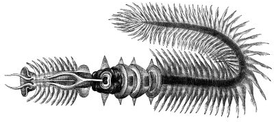 Các nhà khoa học tại Phòng thí nghiệm Dimitri Deheyn thuộc Viện Hải dương học Scripps của Mỹ đã phát hiện ra rằng, khi được bổ sung với số lượng lớn, ferritin có thể làm tăng độ sáng của dịch tiết, hoạt động như một cục pin lưu trữ năng lượng cho ánh sáng.