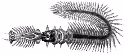 Các nhà khoa học tại Phòng thí nghiệm Dimitri Deheyn thuộc Viện Hải dương học Scripps của Mỹ đã phát hiện ra rằng, khi được bổ sung với số lượng lớn, ferritin có thể làm tăng độ sáng của dịch tiết, hoạt động như một cục pin lưu trữ năng lượng cho ánh sáng.