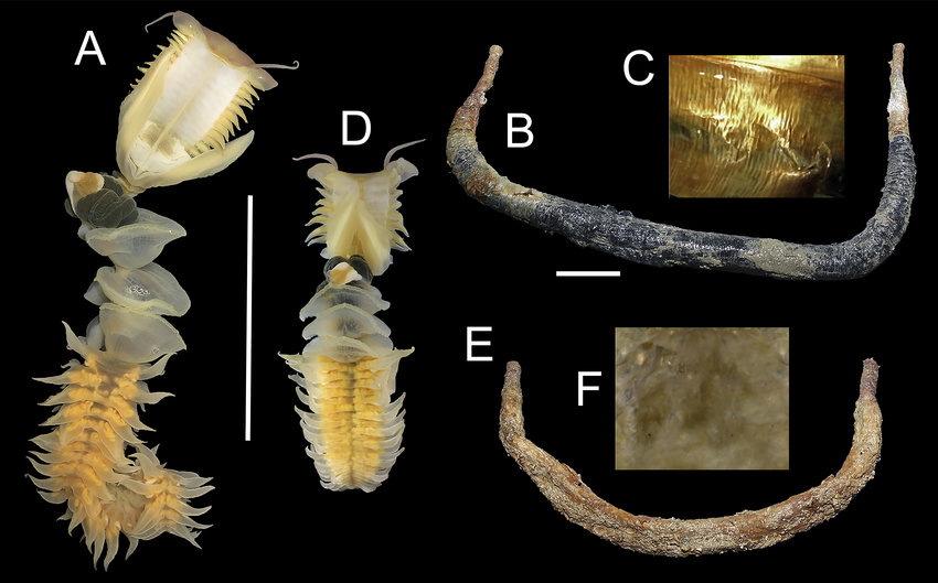 Ngoài ra, chất nhầy này cũng có thể được sử dụng trong các thí nghiệm khoa học như “thẻ phát quang” cho protein hoặc tế bào, cung cấp một lựa chọn tốt hơn so với các phương pháp hiện tại có thời gian phát sáng ngắn.