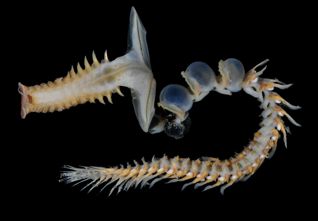 Khám phá này không chỉ là một bước tiến trong lĩnh vực sinh học mà còn là một minh chứng cho sự sáng tạo không ngừng của con người trong việc tìm kiếm các giải pháp bền vững cho tương lai.