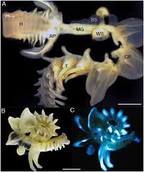 Chất nhầy của giun biển Chaetopterus không chỉ làm sáng lên đáy biển mà còn có thể chiếu sáng con đường mà chúng ta sẽ đi – một con đường được chiếu sáng bởi sự kết hợp giữa khoa học và thiên nhiên.