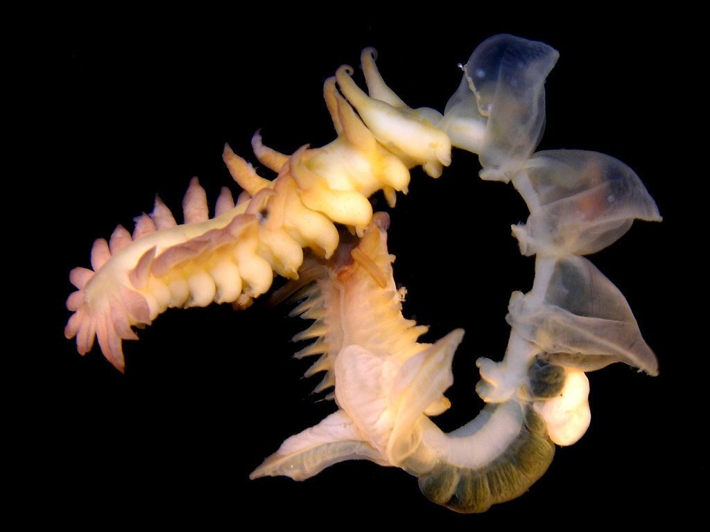 Với khả năng phát sáng trong nhiều ngày, chất nhầy của Chaetopterus có thể trở thành một công cụ quan trọng trong việc chẩn đoán độc tính hay sự thiếu hụt của sắt, nhờ vào tính nhạy cảm của ferritin.