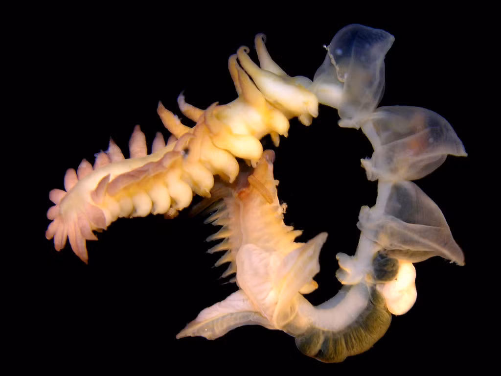 Với khả năng phát sáng trong nhiều ngày, chất nhầy của Chaetopterus có thể trở thành một công cụ quan trọng trong việc chẩn đoán độc tính hay sự thiếu hụt của sắt, nhờ vào tính nhạy cảm của ferritin.