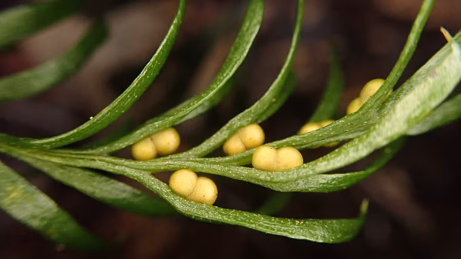 ADN từ một tế bào của loài cây này nếu được gỡ ra sẽ trải dài tới 106m.