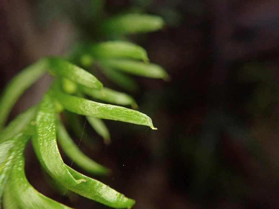 Tmesipteris oblanceolata cao khoảng 5-10 cm và chỉ được tìm thấy ở New Caledonia.