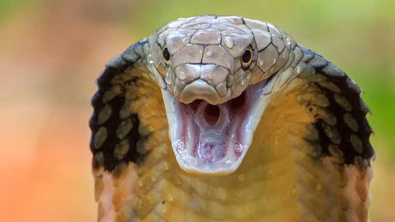 Cô tưởng đó là hàng xóm nên mở cửa, nhưng lại đối mặt với con "quái thú" dài hơn một mét. Hoảng sợ, cô nhanh chóng bỏ chạy và gọi cảnh sát. Lực lượng chức năng sau đó đã có mặt, suy luận rằng con rắn đến từ khu rừng gần đó do nhiệt độ cao và đã tìm nơi ẩn náu trong nhà. Con rắn độc sau đó được lực lượng cứu hỏa bắt và thả trở lại tự nhiên.