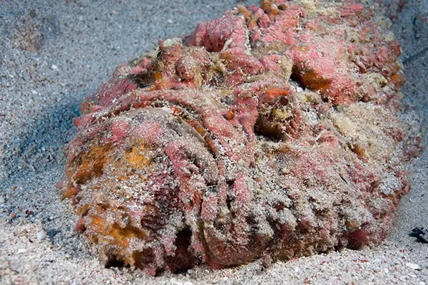 8. Cá đá: Cá đá (stonefish) là loài cá có nọc độc đáng sợ nhất hành tinh. Với khả năng hòa lẫn vào môi trường xung quanh, chúng chờ con mồi chạm vào cơ thể mình trước khi tấn công. Nọc độc của cá đá có thể gây liệt hoặc tử vong ngay lập tức.