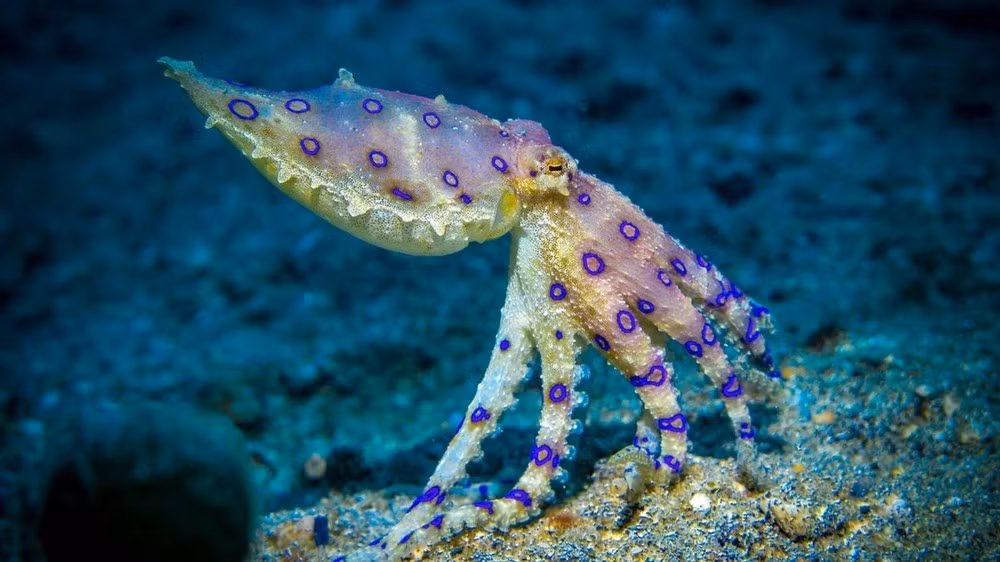 7. Bạch tuộc đốm xanh: Dù chỉ nhỏ bằng quả bóng golf, bạch tuộc đốm xanh vẫn là một trong những sát thủ đáng sợ nhất đại dương. Nọc độc của nó có thể giết chết người rất nhanh và tới nay, giới khoa học vẫn chưa tìm ra thuốc chống lại nọc độc này.