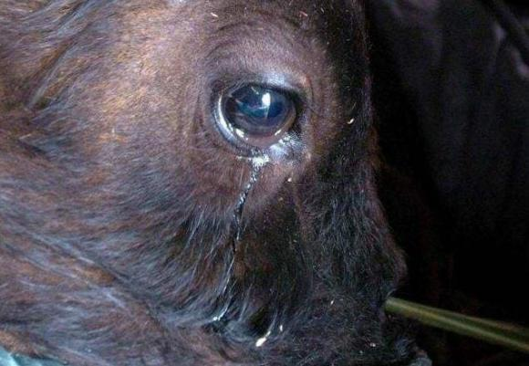 Nhiều người cho rằng bò là loài động vật nhân văn nhất, không chỉ vì chúng làm việc chăm chỉ mà không hề phàn nàn, mà còn bởi vì chúng biết thể hiện cảm xúc.