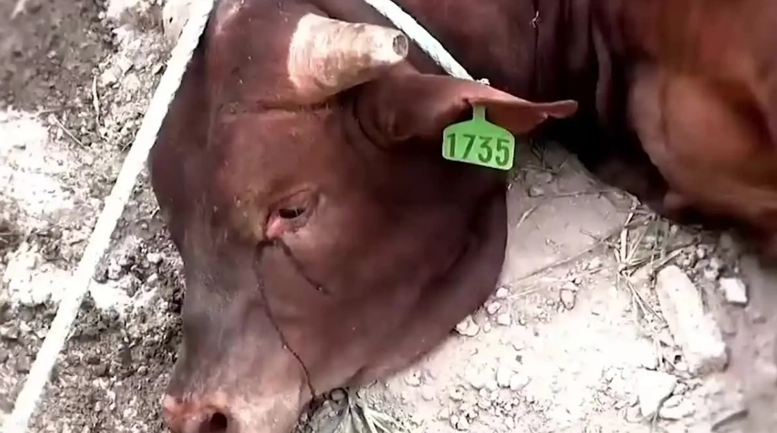 Mỗi vùng quê của Việt Nam, những con bò thường được xem như là những người bạn đồng hành không thể thiếu. Chúng không chỉ là nguồn cung cấp thịt mà còn là trợ thủ đắc lực trong công việc đồng áng. Tuy nhiên, có một hiện tượng khiến nhiều người không khỏi ngỡ ngàng và xúc động: những con bò thường khóc trước khi bị làm thịt. Tại sao lại như vậy? Liệu bò có thể tiên tri được số phận của mình?