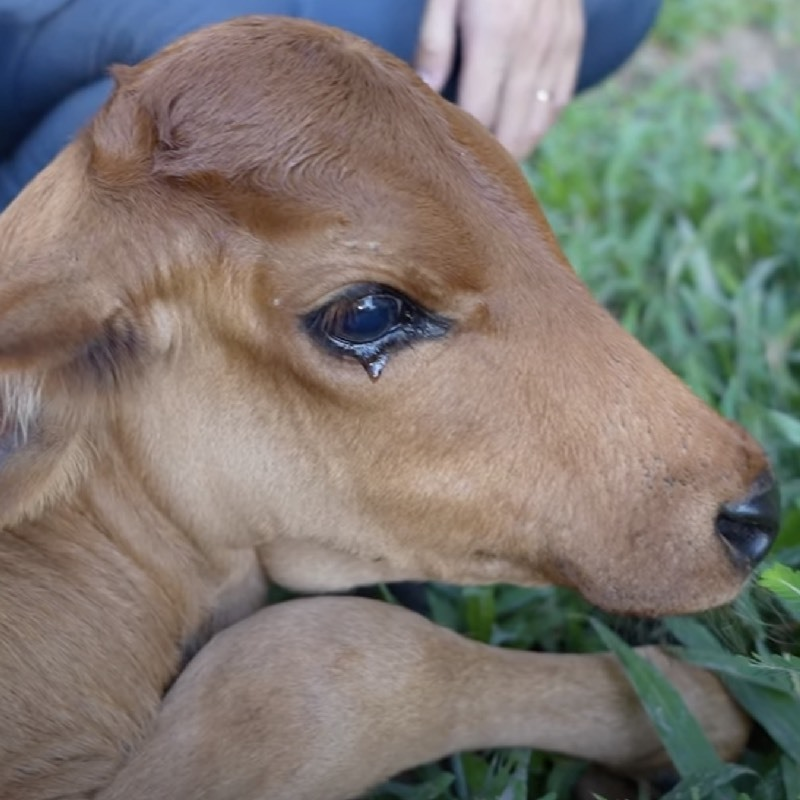 Để giảm bớt sự đau khổ cho những con bò, một số người đã thực hiện các biện pháp như bịt mắt chúng trước khi giết thịt. Mục đích là để con bò bớt sợ hãi và người đồ tể cũng cảm thấy ít ám ảnh hơn khi thực hiện công việc của mình. Mặc dù cách này không thay đổi được số phận của những con bò, nhưng ít nhất nó cũng mang lại cho chúng sự tôn trọng cuối cùng.