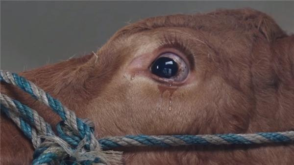 Nghiên cứu đã chỉ ra rằng bò là loài động vật thông minh và tình cảm. Đừng để vẻ ngoài hiền lành và chậm chạp của chúng đánh lừa, bò có khả năng cảm nhận và phản ứng lại với những biến đổi trong môi trường xung quanh một cách tinh tế.