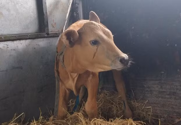 Qua hàng ngàn năm sống gần gũi với con người, bò đã phát triển một khả năng đặc biệt để nhận biết các dấu hiệu nguy hiểm thông qua hành vi và cảm xúc của con người. Khi bị kéo ra khỏi chuồng, bò có thể cảm nhận được mối đe dọa thông qua sự thay đổi trong giọng nói, cử chỉ và không khí xung quanh. Điều này khiến chúng lo lắng và sợ hãi, biểu hiện qua việc kêu la và rơi nước mắt.