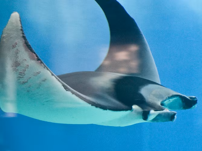 Do thân cá được cấu tạo từ chất sụn cứng và đàn hồi nên thịt cá ngon và cho nhiều dinh dưỡng. Cá đuối giàu đạm, nhiều chất bổ, thịt béo bùi thơm.