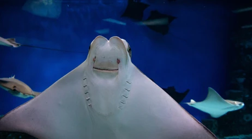 Chúng thường có khuynh hướng di chuyển gần bờ, giữ khoảng cách trong vòng 320 km so với bờ biển, quanh quẩn gần lộ trình của tàu bè trong nỗ lực săn sinh vật phù du và trứng cá. Có những con cá đuối khổng lồ có trọng lượng lên đến 7 tạ.