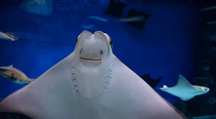 Chúng thường có khuynh hướng di chuyển gần bờ, giữ khoảng cách trong vòng 320 km so với bờ biển, quanh quẩn gần lộ trình của tàu bè trong nỗ lực săn sinh vật phù du và trứng cá. Có những con cá đuối khổng lồ có trọng lượng lên đến 7 tạ.