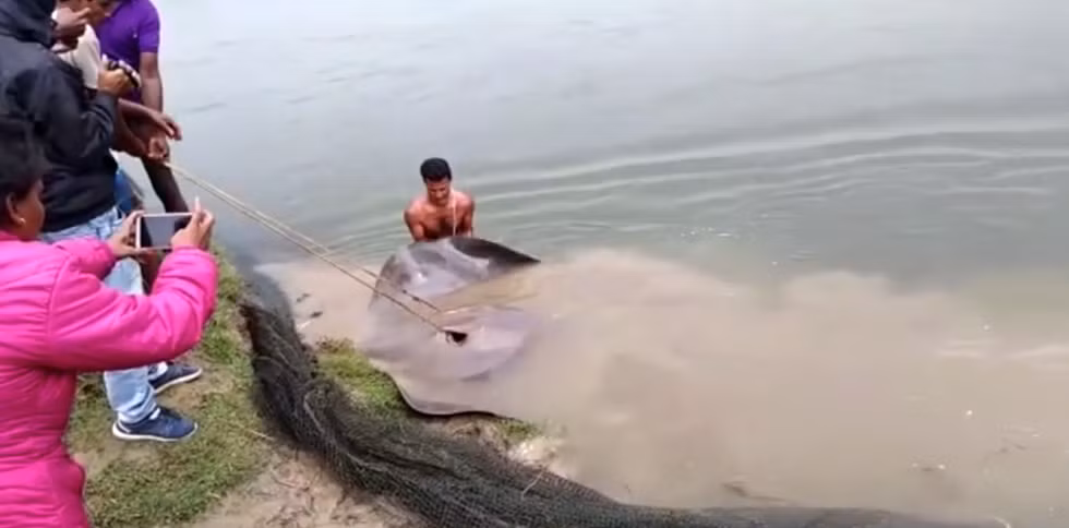 Con " quái vật" biển này, được gọi là "Sankucha" theo tên địa phương, đã gây kinh ngạc cho người dân. Nhiều người đã tụ tập để xem con cá đuối khổng lồ.