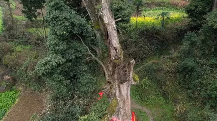 Trong những thung lũng cận nhiệt đới ẩm ướt và rừng già sâu thẳm ở Trung Quốc, một loại gỗ kỳ diệu được mệnh danh là "báu vật trong rừng" – nanmu vàng. Loại gỗ này không chỉ có giá trị kinh tế cao, mà còn là một phép màu của tự nhiên với vẻ đẹp và cấu trúc độc đáo.