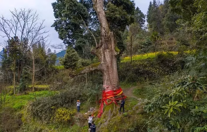 Nanmu vàng nổi tiếng với vẻ đẹp độc đáo từ cấu trúc bên trong thân gỗ. Các đường nét bên trong gỗ đan xen với nhau như những sợi tơ dệt từ vàng, tạo nên một loại trang trí tự nhiên mà không loại gỗ nào có thể sánh kịp.