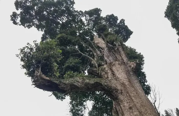 Chính vì thế, nanmu vàng không chỉ được xem là một loại gỗ, mà còn là một tác phẩm nghệ thuật do thiên nhiên tạo nên. Điều này giải thích tại sao mỗi cây nanmu vàng có thể được bán với giá lên tới 240 triệu NDT (hơn 800 tỷ đồng).