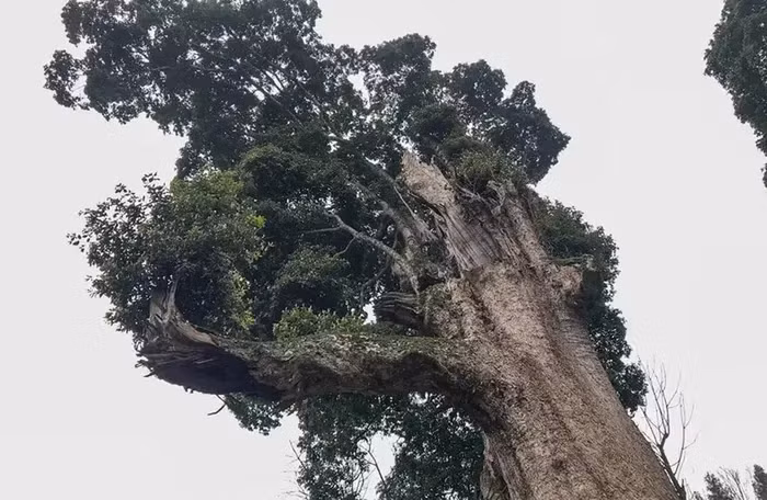 Chính vì thế, nanmu vàng không chỉ được xem là một loại gỗ, mà còn là một tác phẩm nghệ thuật do thiên nhiên tạo nên. Điều này giải thích tại sao mỗi cây nanmu vàng có thể được bán với giá lên tới 240 triệu NDT (hơn 800 tỷ đồng).