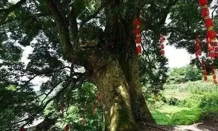 Mặc dù giá trị của gỗ nanmu vàng rất cao, nhưng việc trồng loại cây này lại không dễ dàng. Cây giống nanmu vàng có giá rẻ đáng kinh ngạc, chỉ từ vài chục đến vài trăm tệ, nhưng chu kỳ tăng trưởng của chúng vô cùng dài. Điều này đồng nghĩa với việc người trồng phải chờ đợi hàng thập kỷ, thậm chí hàng trăm năm, để cây đạt đến độ chín.