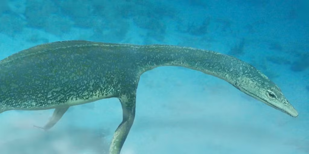 Dù bằng cách nào, dòng họ thủy quái này đã lan rộng khắp thế giới trước khi các loài thủy quái khác như thương long, ngư long, và thằn lằn cổ rắn chiếm lĩnh đại dương trong thời đại khủng long. Phát hiện này cũng cho thấy khu vực New Zealand có tiềm năng lớn cho những khám phá về bò sát kỷ Tam Điệp, một thời kỳ quan trọng trong tiến trình tiến hóa của động vật trên Trái đất.