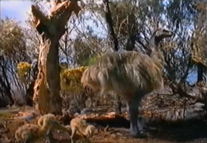 Sự tuyệt chủng của Genyornis newtoni trùng với thời điểm con người Homo sapiens bắt đầu đặt chân đến châu Úc.