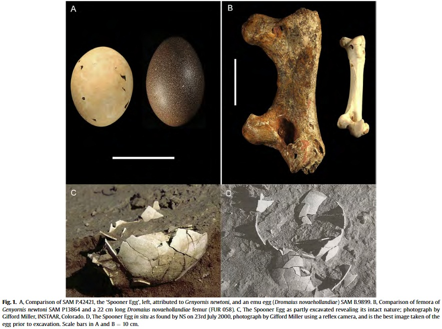 Năm 2016, các nhà nghiên cứu phát hiện các vỏ trứng bị đốt cháy tại các địa điểm gần bờ biển phía nam và phía tây của Australia. Những vỏ trứng này được cho là của loài chim sấm, và việc tìm thấy chúng đã cung cấp bằng chứng đầu tiên cho thấy con người đã tiêu thụ trứng của loài chim này.