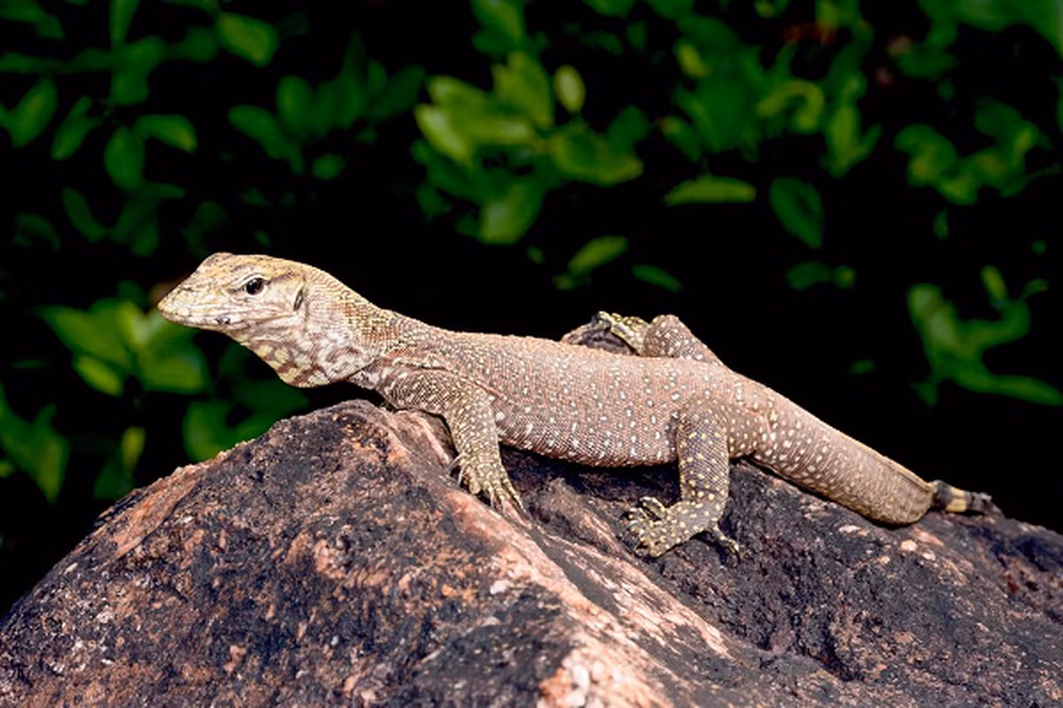 Bụng có màu trắng và sẽ đậm dần theo độ tuổi hoặc khu vực sinh sống của kỳ đà vân. Hai lỗ mũi nằm giữa miệng và mắt, đặt nằm ngang và có thể đóng lại để tránh bị nước hoặc các mảnh vụn rơi vào.