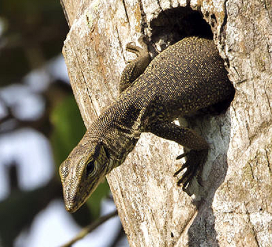 Kỳ đà vân (tên khoa học Varanus nebulosus) có hình dáng giống một con thạch sùng hay kỳ nhông cỡ lớn. Kỳ đà vân có cái cổ và đuôi dài, bộ chân khỏe, tứ chi phát triển. Chiếc đầu hình tam giác và nhọn dần về phía mõm, thân hình trông khá nặng nề.