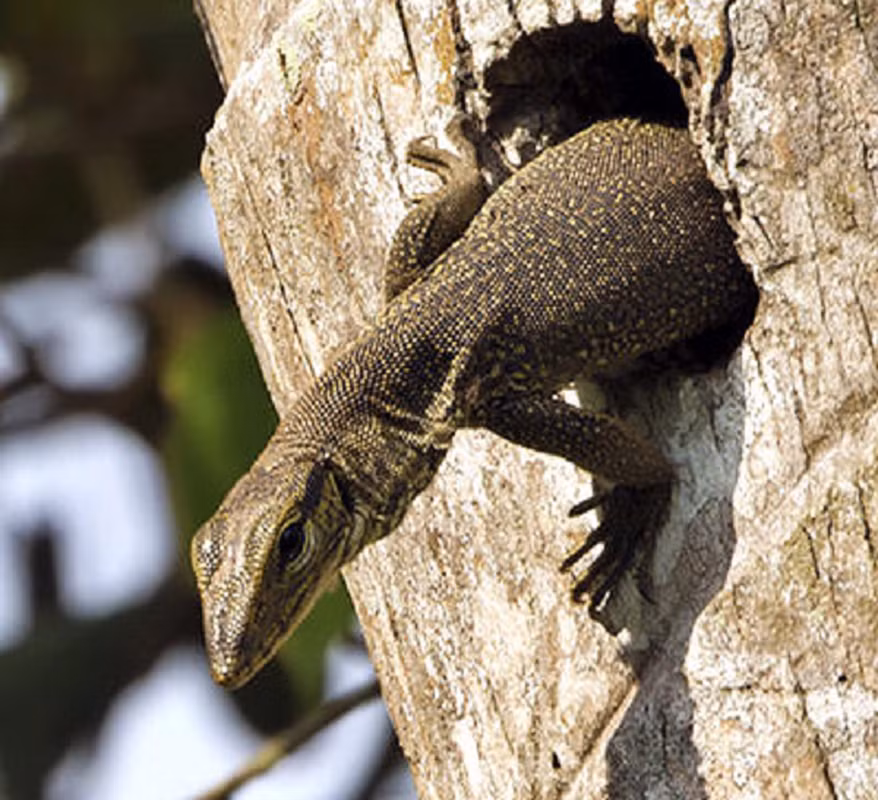 Kỳ đà vân (tên khoa học Varanus nebulosus) có hình dáng giống một con thạch sùng hay kỳ nhông cỡ lớn. Kỳ đà vân có cái cổ và đuôi dài, bộ chân khỏe, tứ chi phát triển. Chiếc đầu hình tam giác và nhọn dần về phía mõm, thân hình trông khá nặng nề.