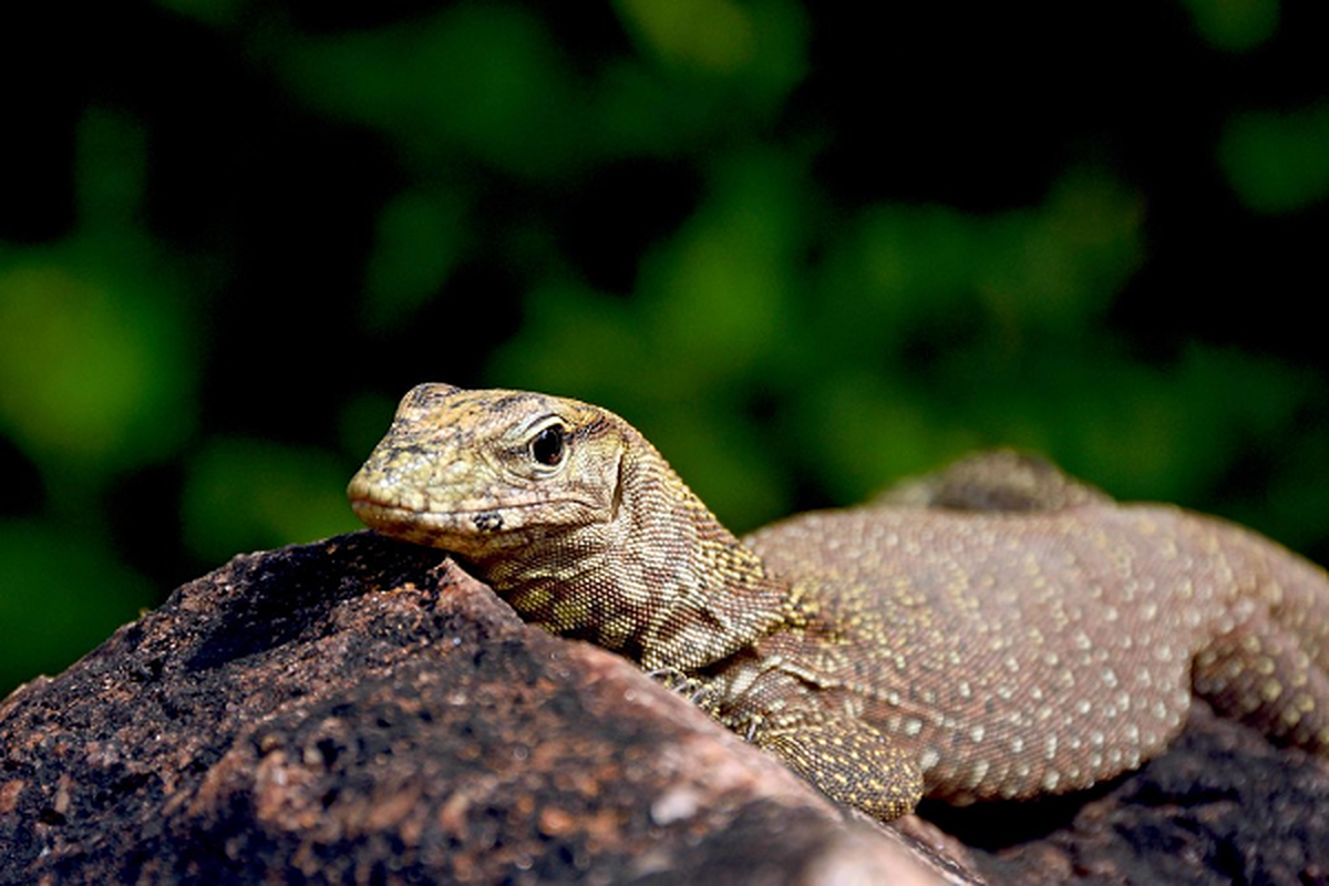 Kỳ đà vân có tứ chi phát triển nên di chuyển rất nhanh trên mặt đất. Để tránh kẻ thù, các con non thường trèo lên cây, cá thể trưởng thành thì ẩn nấp trong các bụi rậm. Ngoài ra, chúng cũng có khả năng bơi dưới nước và lặn lâu tới 17 phút.