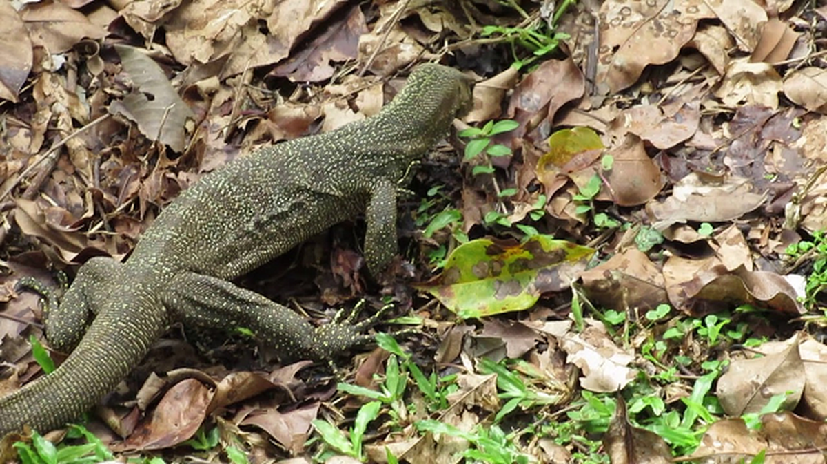 Trong mùa sinh sản, các cá thể đực đánh nhau để giành cá thể cái. Vào mùa mưa, kỳ đà vân đẻ khoảng 24 trứng có vỏ dai vào hố do chúng tự đào rồi dùng mõm để lấp đất lên hố có chứa ổ trứng.