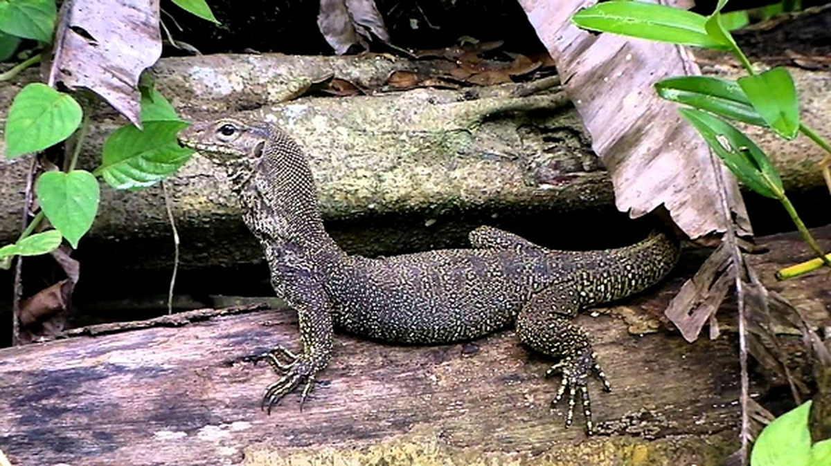 Một con kỳ đà vân trưởng thành thường có khoảng 101 chiếc răng và chúng có thể mọc thay thế nếu có bất kỳ răng nào bị hỏng. Mặc dù có nhiều nghiên cứu đã chỉ ra dịch tiết dưới răng của kỳ đà vân có nọc độc nhưng hiện nay vẫn chưa có báo cáo nào về tác hại của độc tính này đối với cơ thể con người.