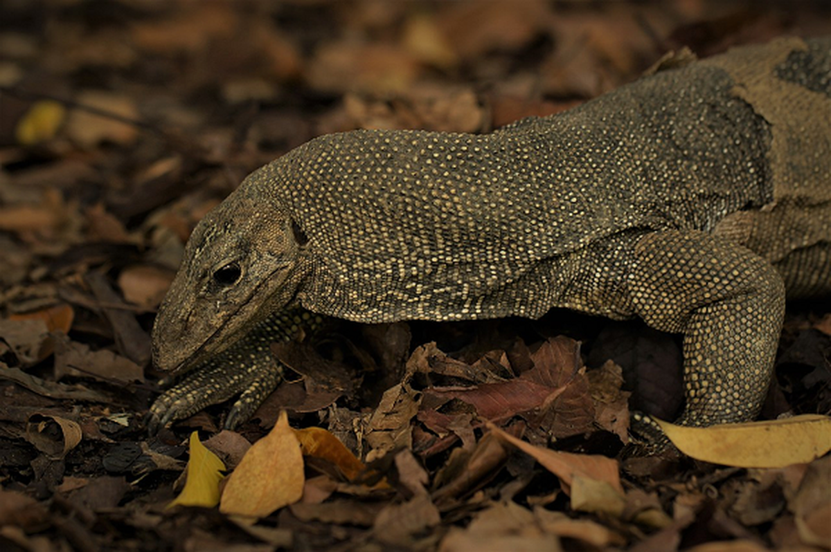 Các sinh vật nhỏ như bọ cánh cứng, bọ cạp, ốc sên, kiến và các loài động vật không xương sống khác là thức ăn yêu thích của kỳ đà vân. Ngoài ra, trong một số trường hợp chúng có thể ăn xác chết của động vật.