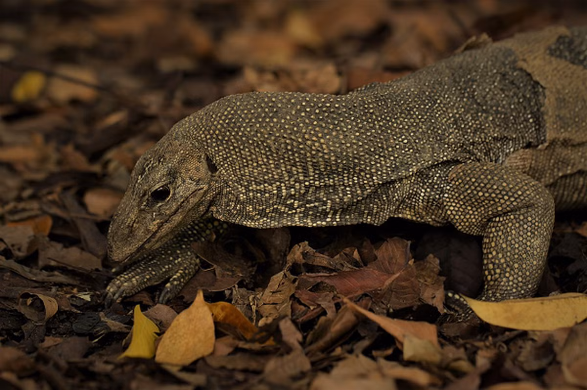 Các sinh vật nhỏ như bọ cánh cứng, bọ cạp, ốc sên, kiến và các loài động vật không xương sống khác là thức ăn yêu thích của kỳ đà vân. Ngoài ra, trong một số trường hợp chúng có thể ăn xác chết của động vật.